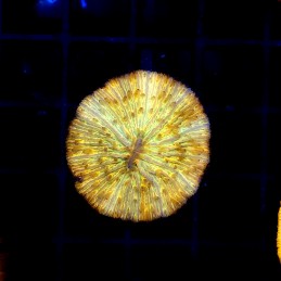 CC374 - Fungia