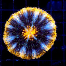 CC375 - Fungia
