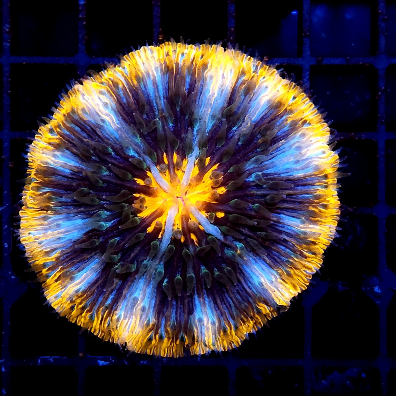 CC375 - Fungia