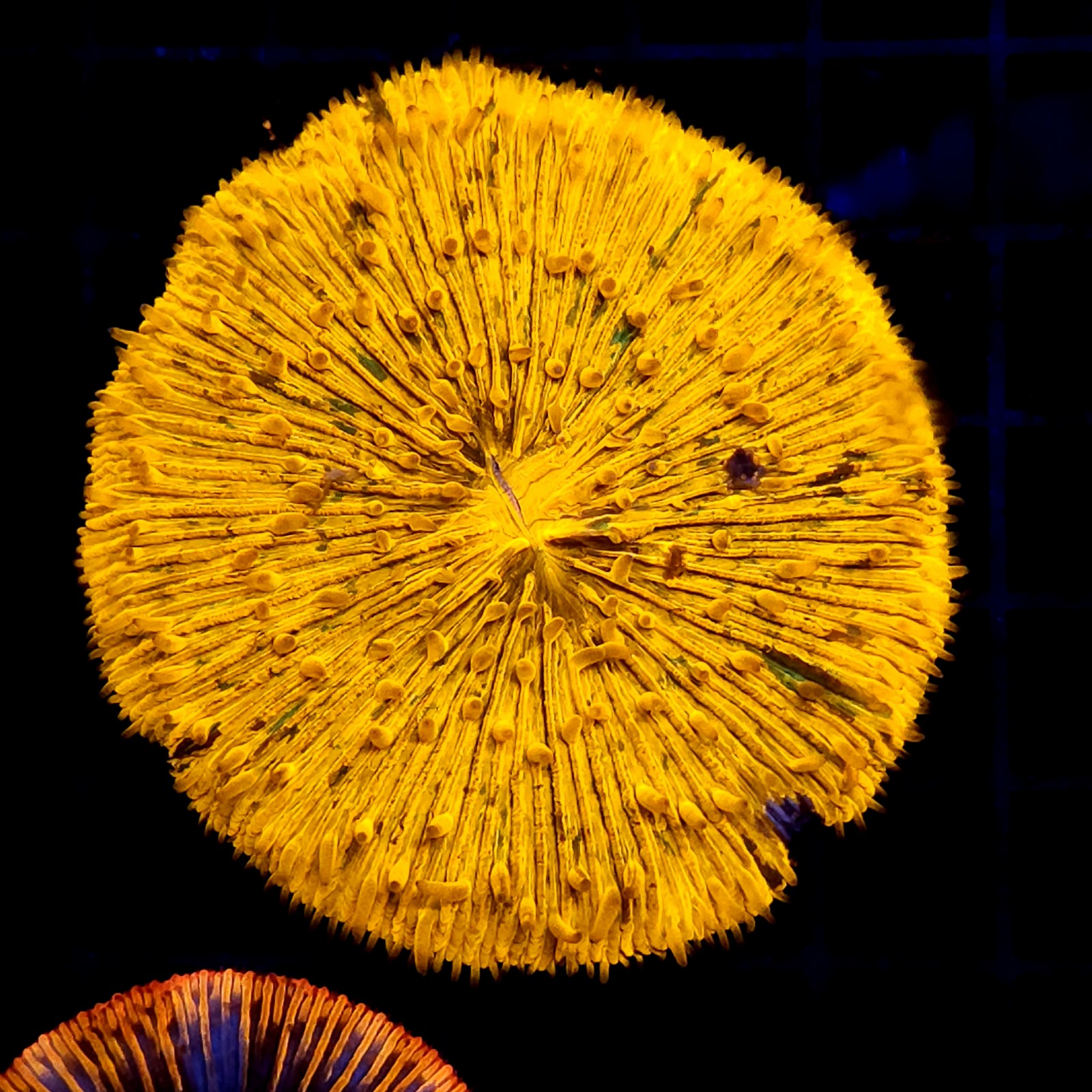 CC377 - Fungia
