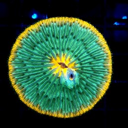 CC378 - Fungia