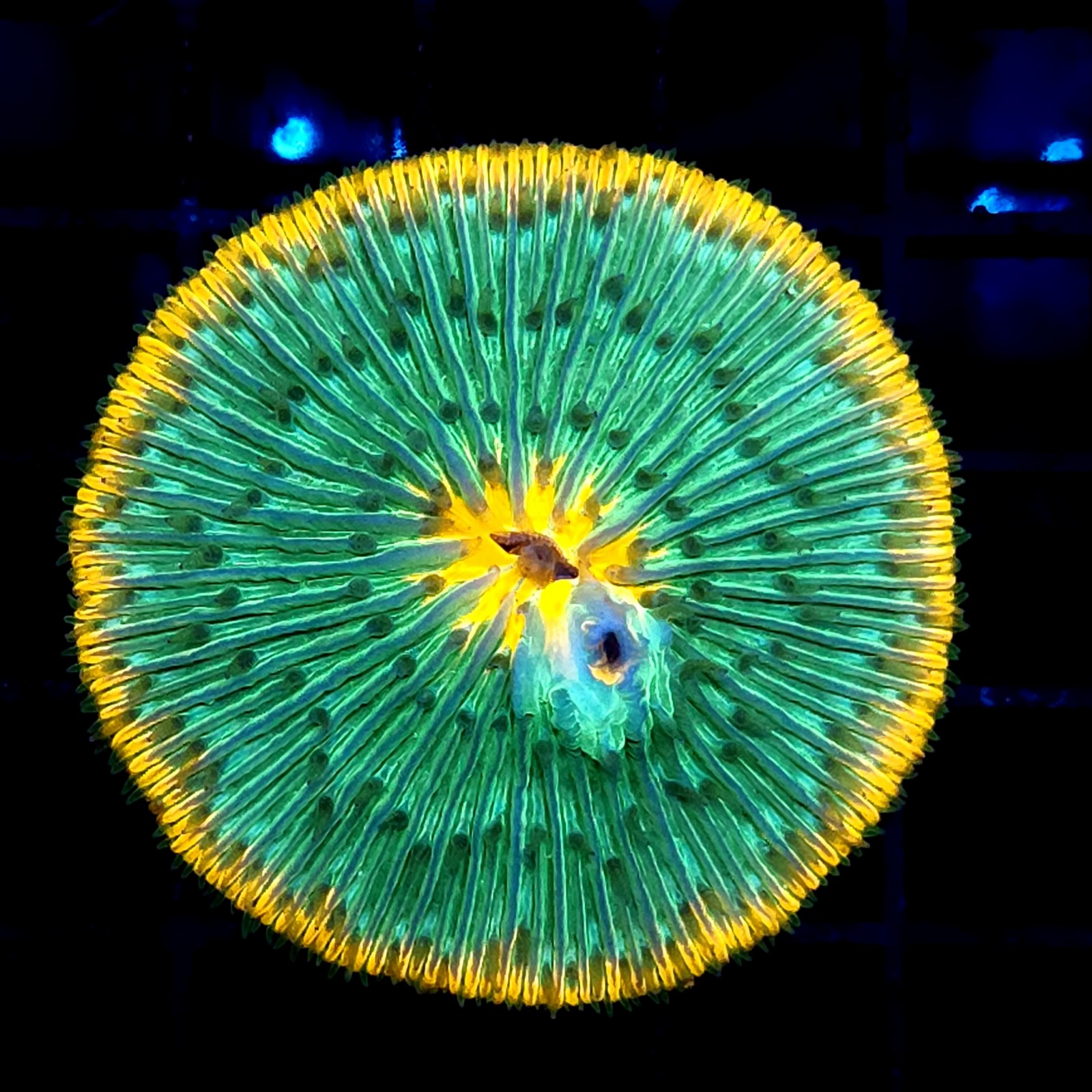 CC378 - Fungia
