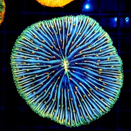 CC379 - Fungia