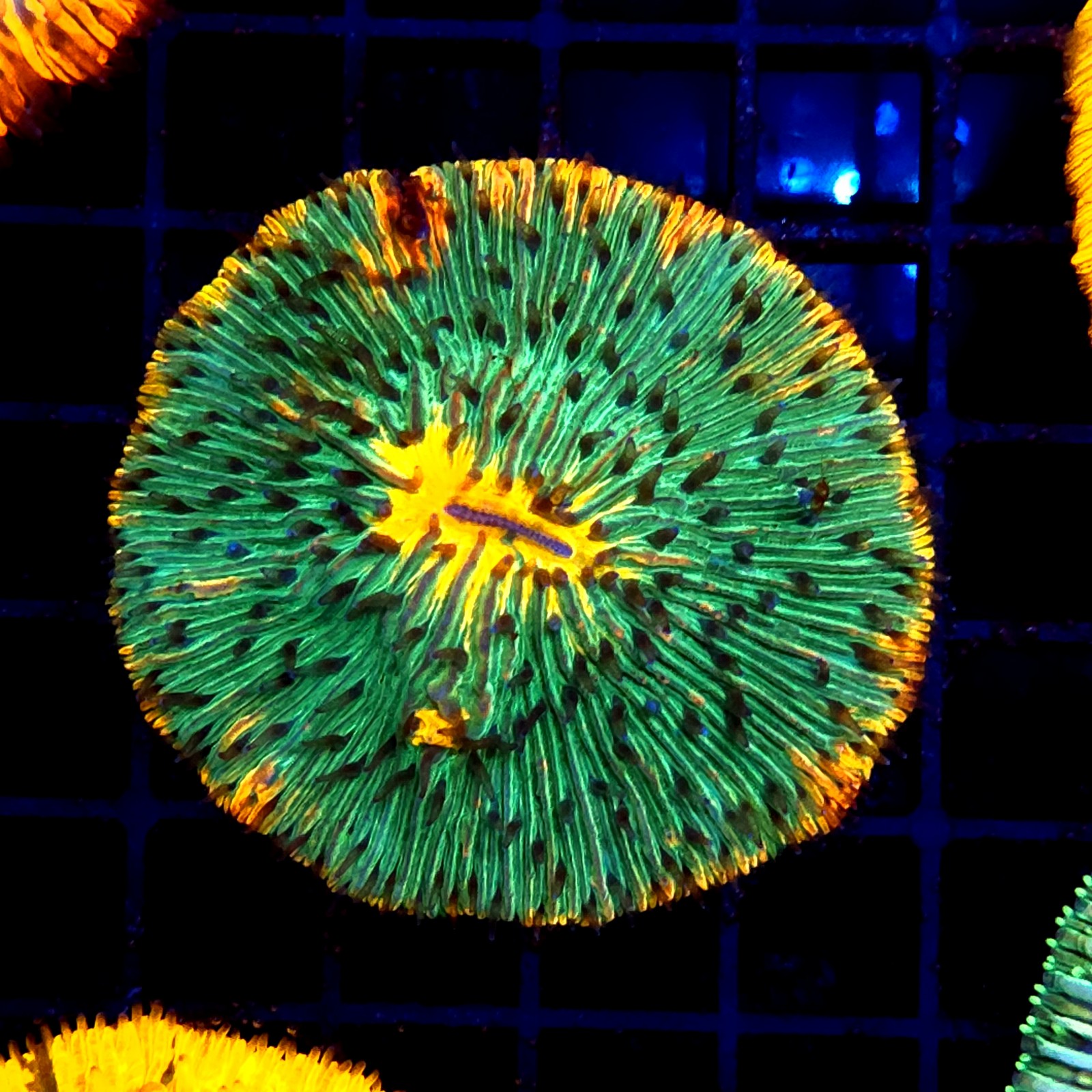 CC380 - Fungia