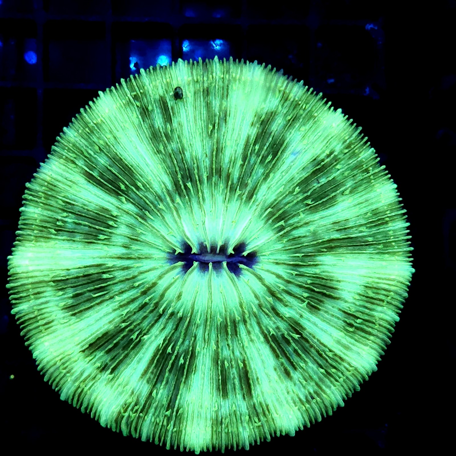CC381 - Fungia