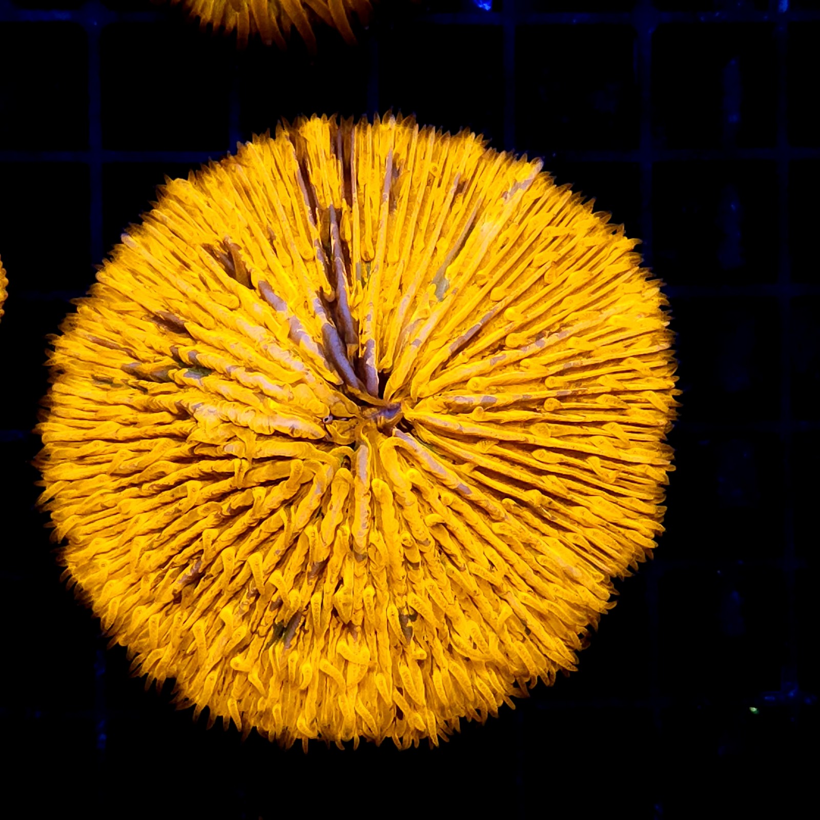 CC382 - Fungia