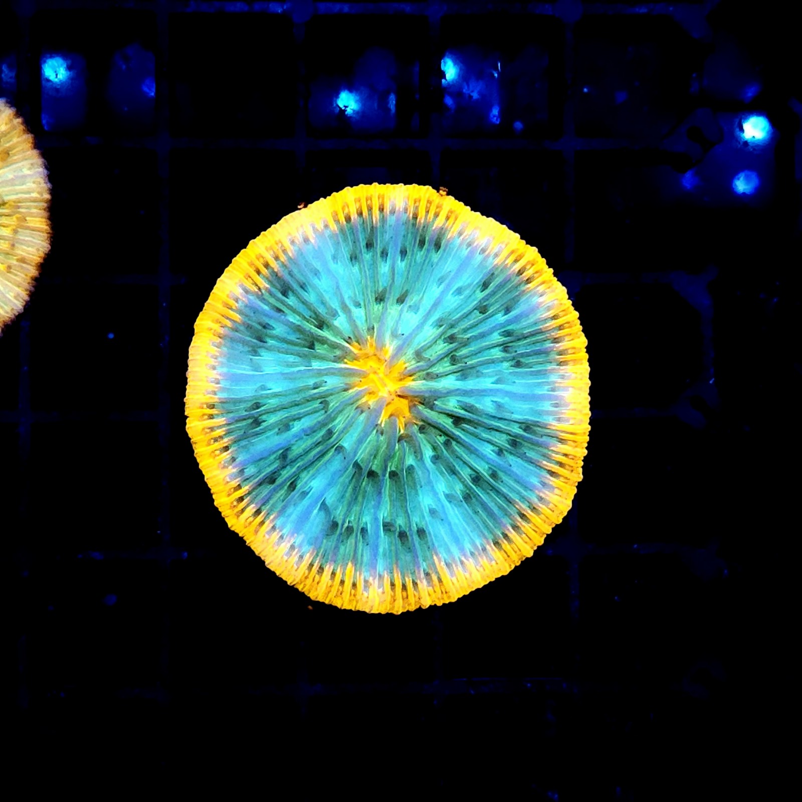 CC383 - Fungia