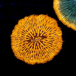 CC385 - Fungia