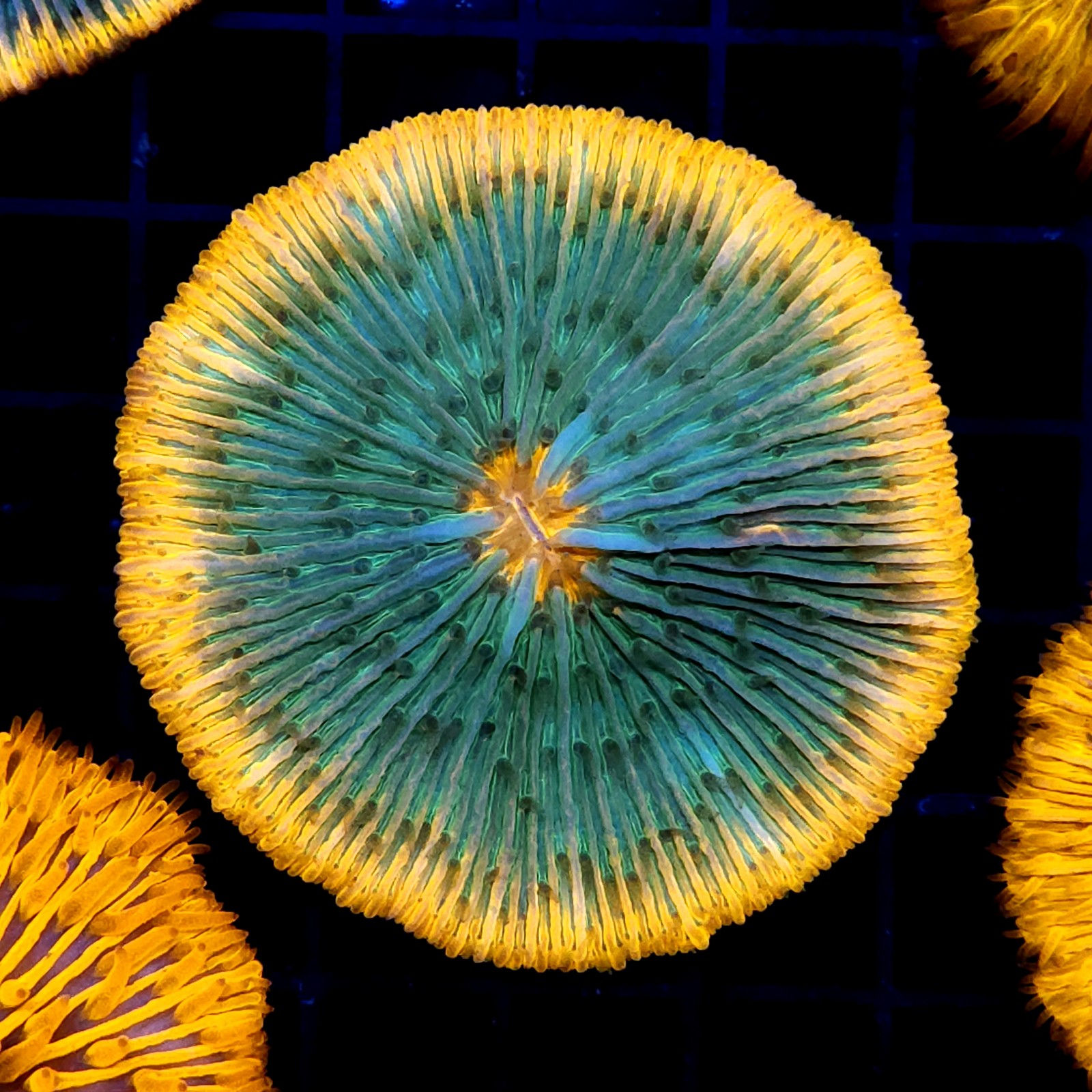CC386 - Fungia