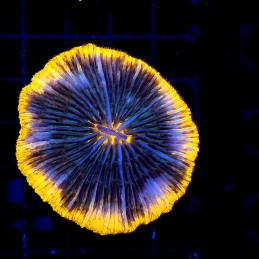 CC389 - Fungia