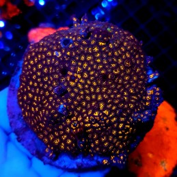 CC363 - Leptastrea