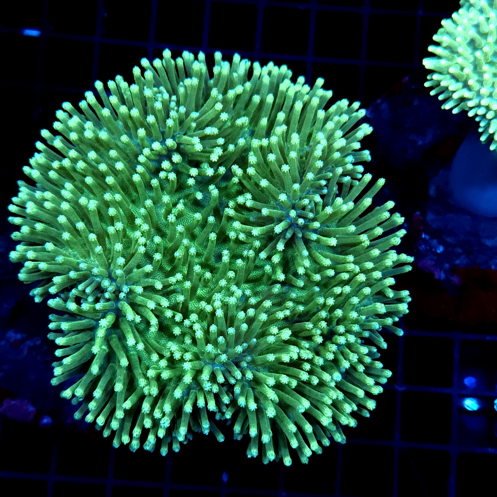 CC021 - Sarcophyton