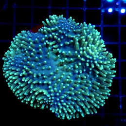 CC024 - Sarcophyton