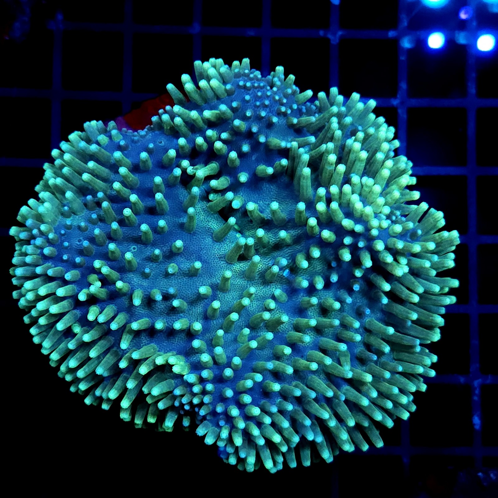 CC024 - Sarcophyton