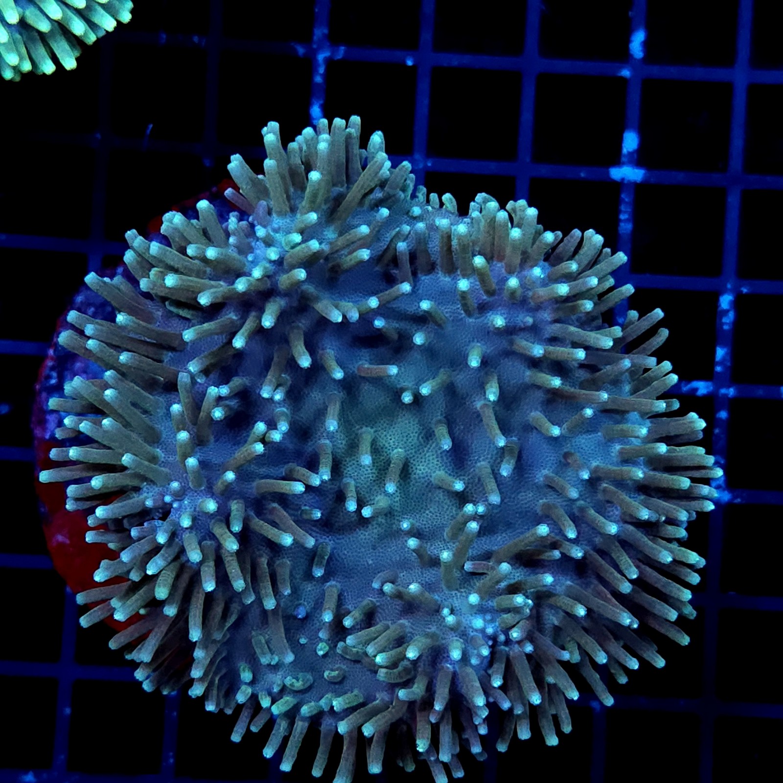 CC025 - Sarcophyton