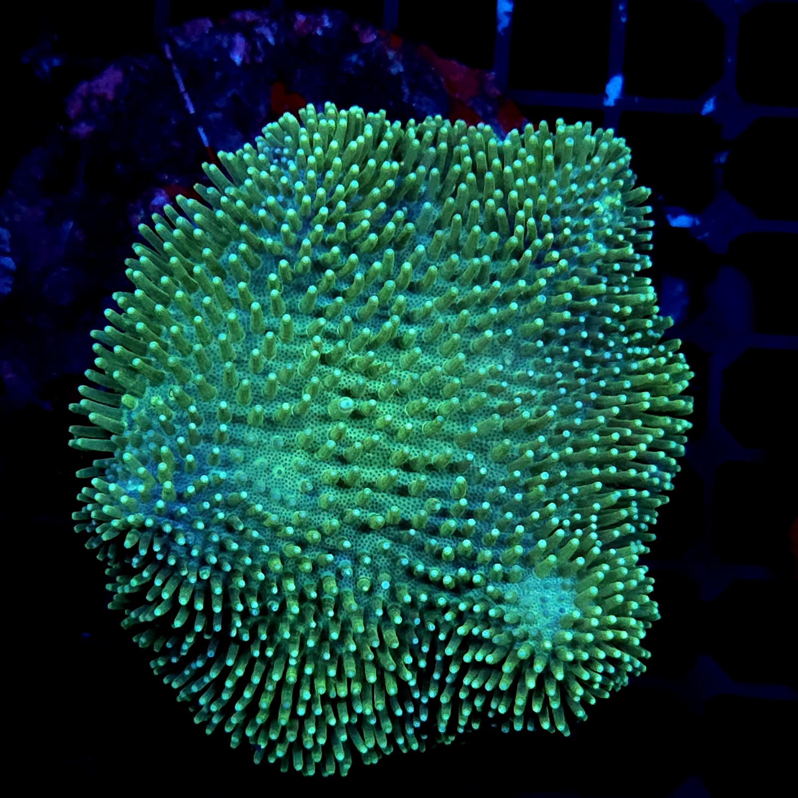 CC026 - Sarcophyton