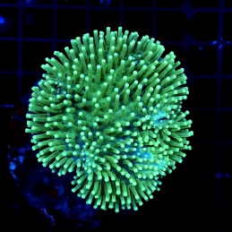 CC030 - Sarcophyton