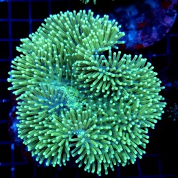 CC034 - Sarcophyton