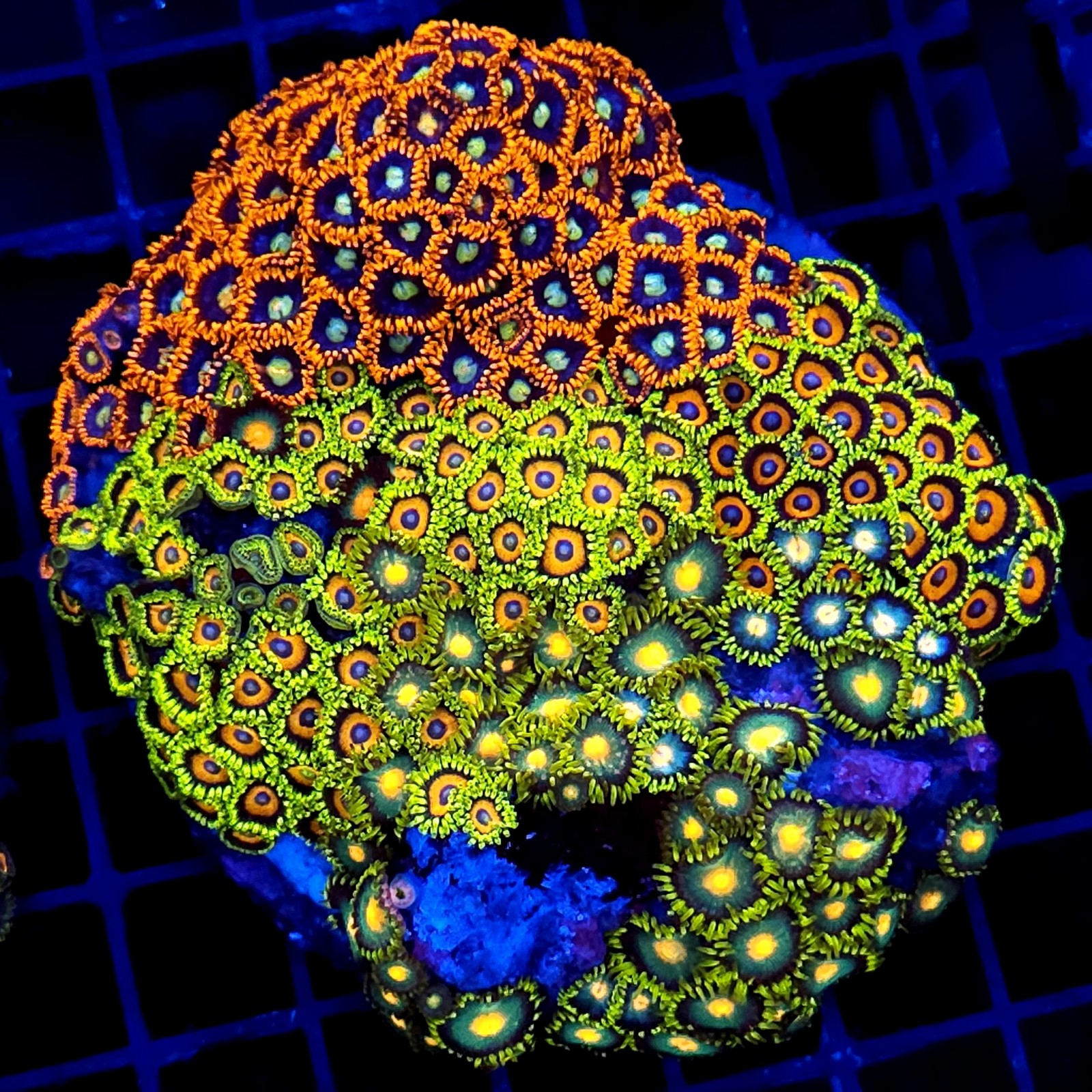CC049 - Zoanthus