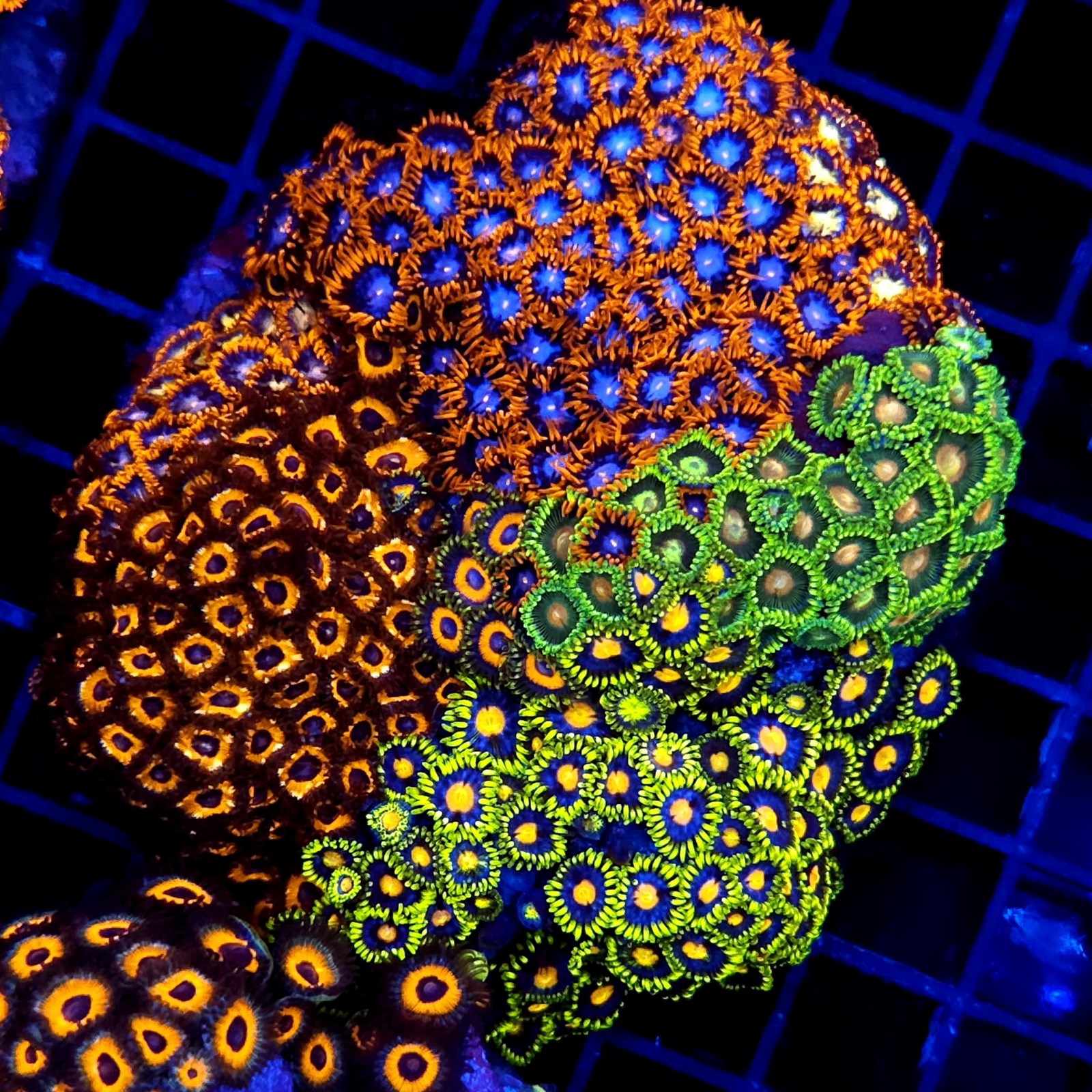 CC053 - Zoanthus