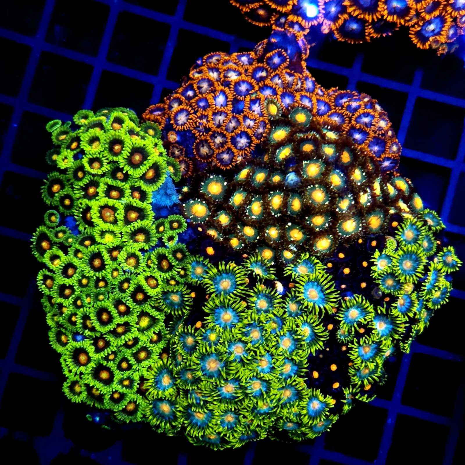 CC054 - Zoanthus