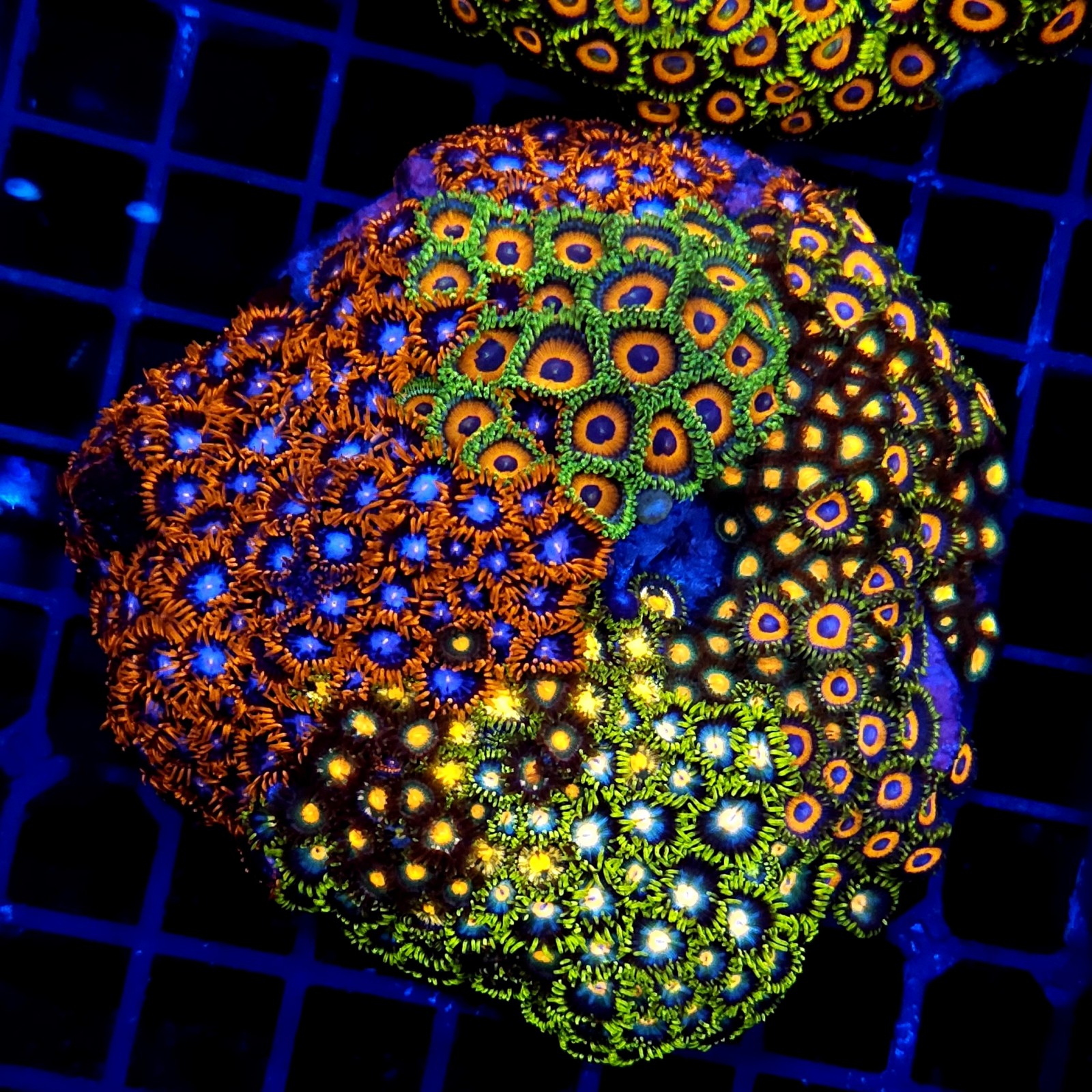 CC056 - Zoanthus