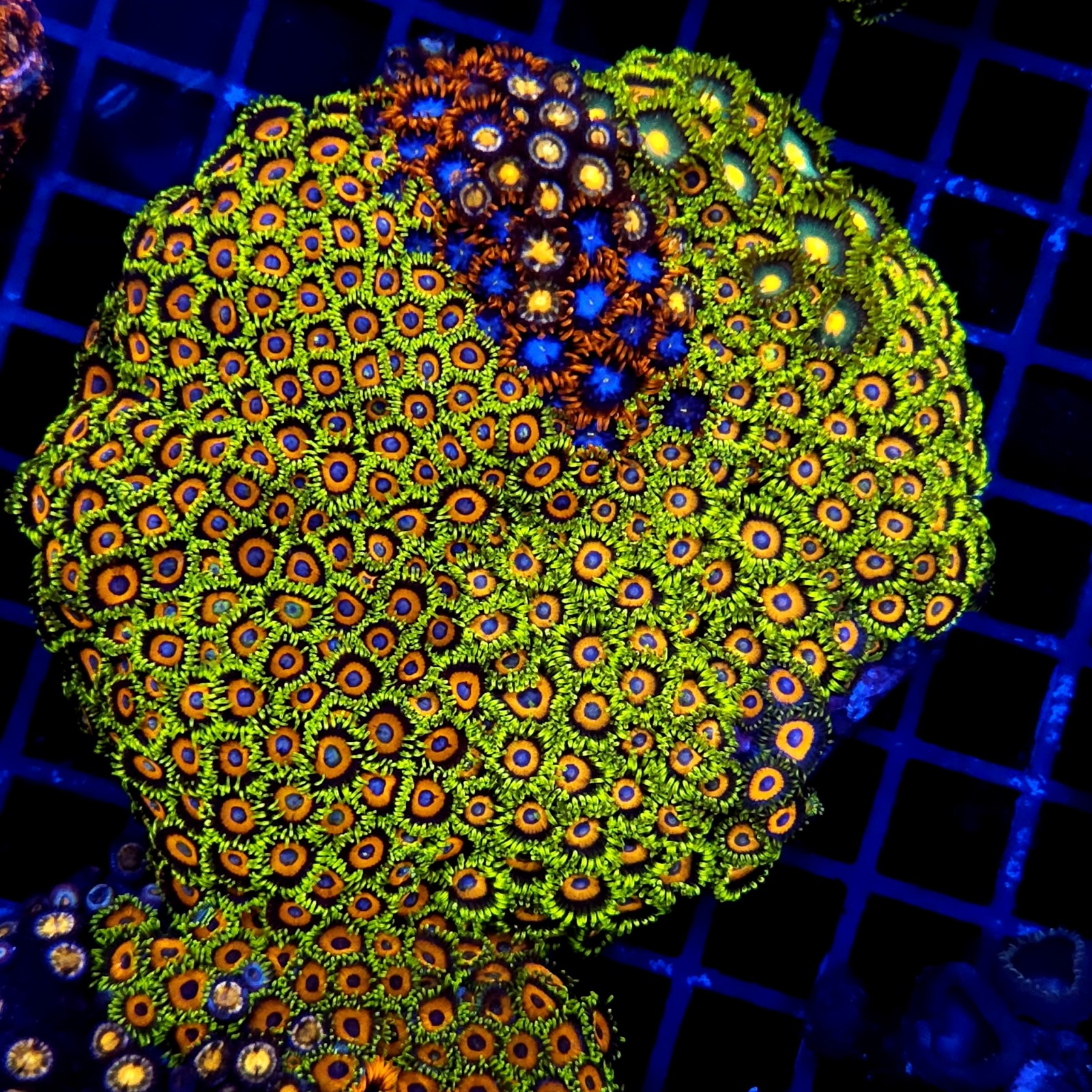 CC059 - Zoanthus
