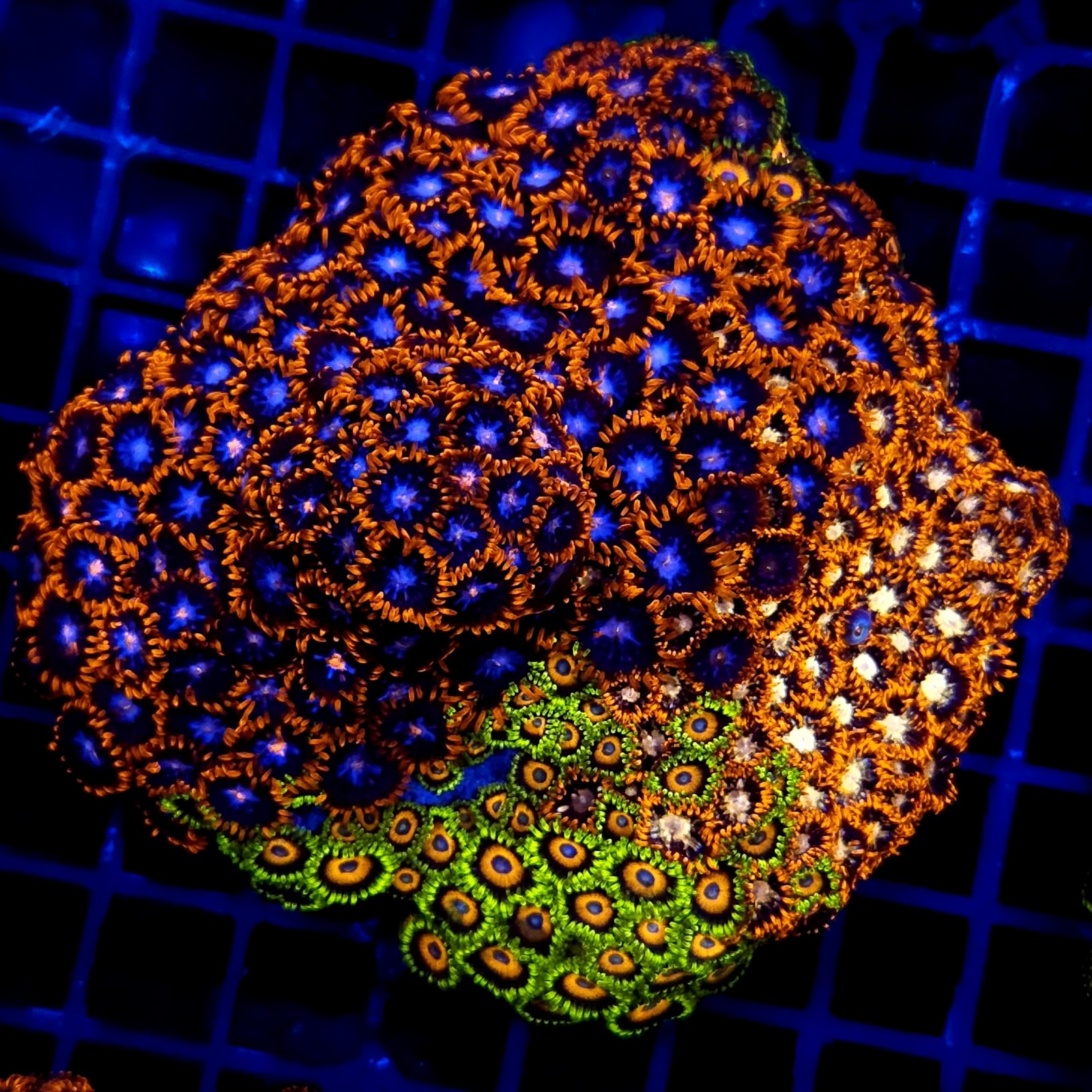 CC060 - Zoanthus