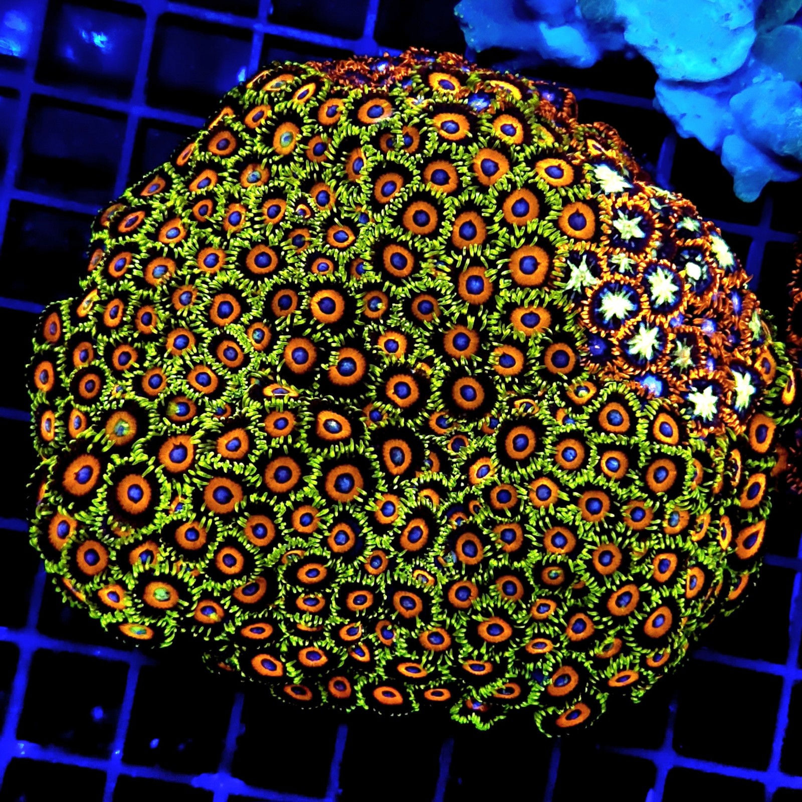 CC064 - Zoanthus
