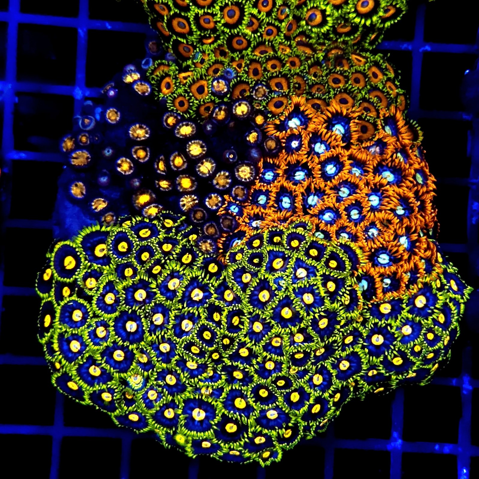 CC066 - Zoanthus