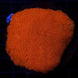 H-5019 - Goniopora