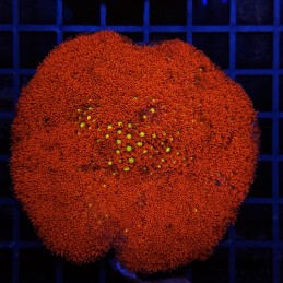 H-5022 - Goniopora