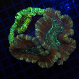 H-7501 - Trachyphyllia