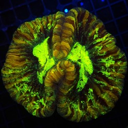 H-7502 - Trachyphyllia