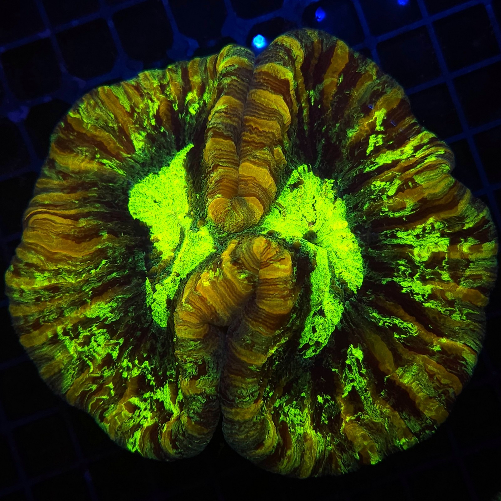 H-7502 - Trachyphyllia