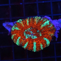 H-7504 - Trachyphyllia