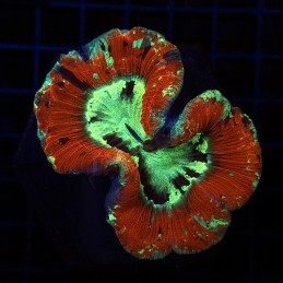 H-7506 - Trachyphyllia