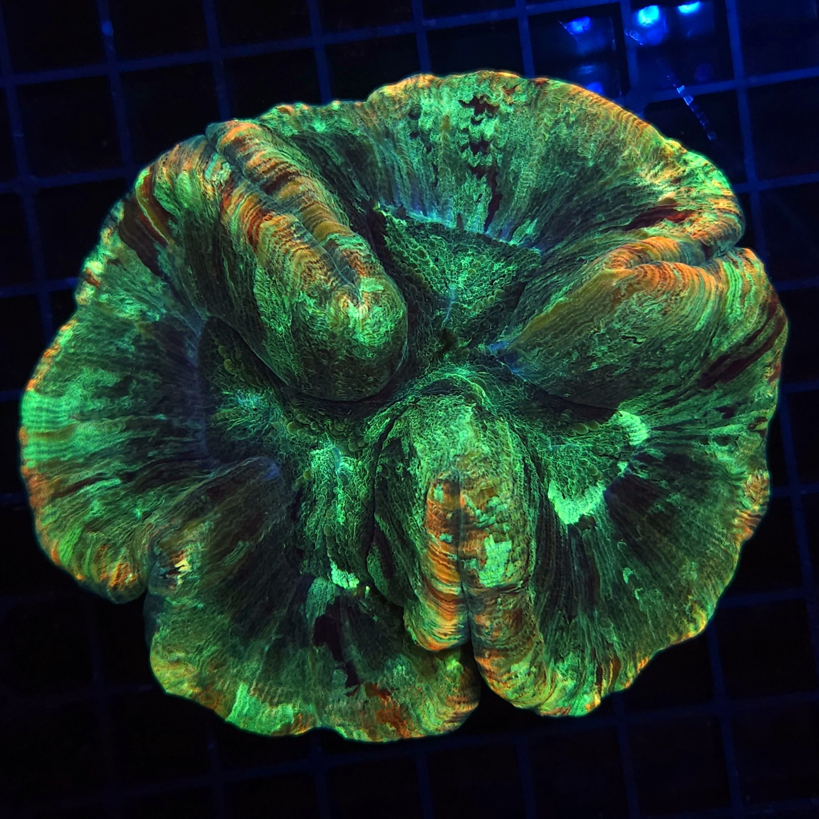 H-7507 - Trachyphyllia
