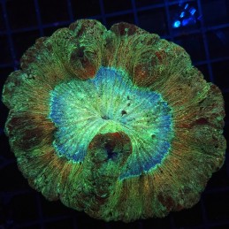 H-7509 - Trachyphyllia