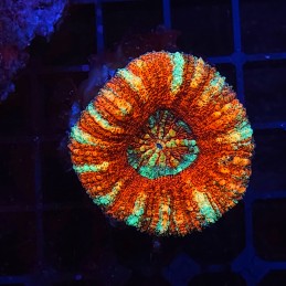 H-7512 - Trachyphyllia