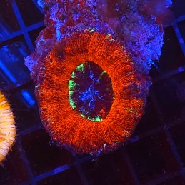 H-8401 - Lobophyllia