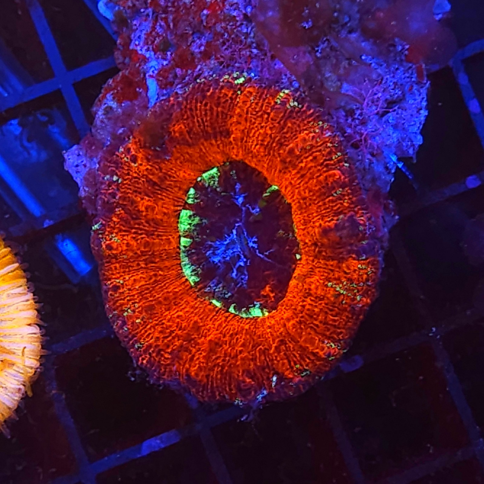 H-8401 - Lobophyllia