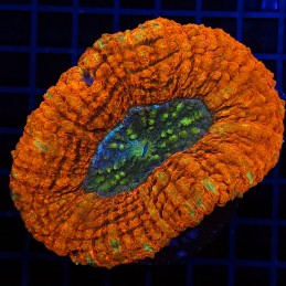 H-8402 - Lobophyllia
