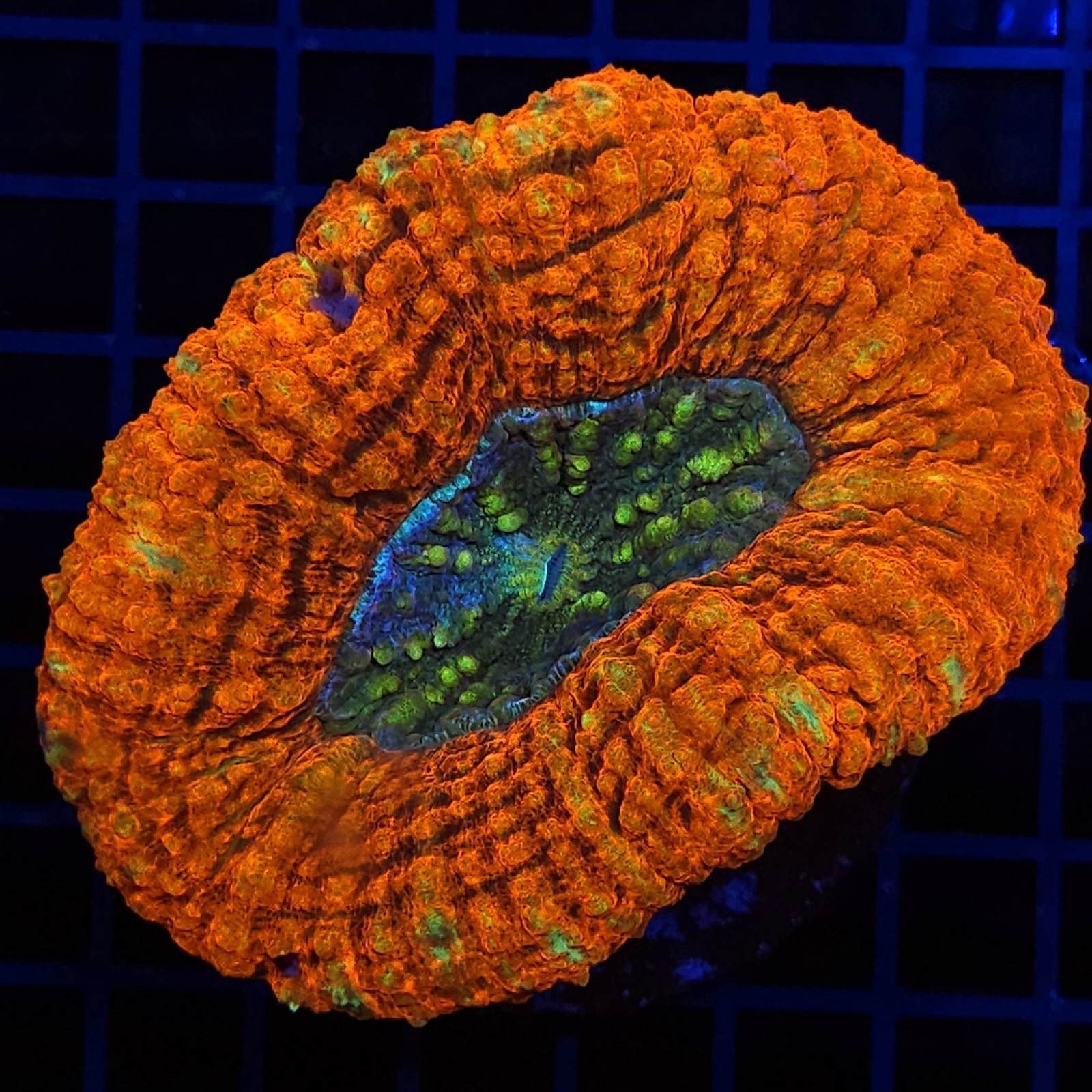 H-8402 - Lobophyllia