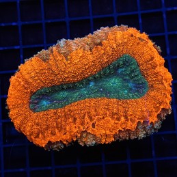H-8403 - Lobophyllia