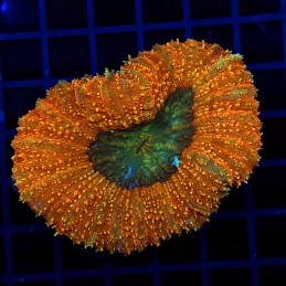 H-8404 - Lobophyllia