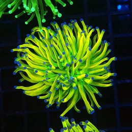 H-4002 - Euphyllia glabrescens