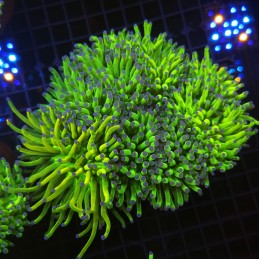 H-4003 - Euphyllia glabrescens