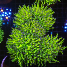 H-4004 - Euphyllia glabrescens