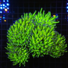 H-4005 - Euphyllia glabrescens